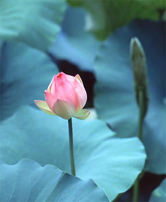 表千家不審菴:蓮花