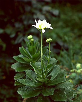 表千家不審菴:吹上菊