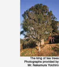 The king of tea trees