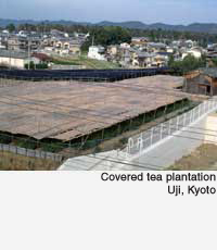 Covered tea plantation