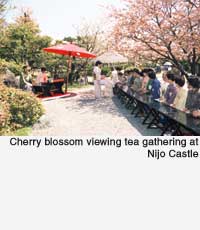 Tea gathering at Nijo Castle