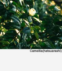 Camellia(hatsuarashi)