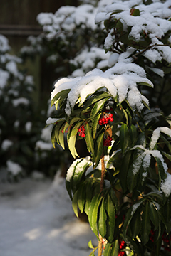 雪の露地
