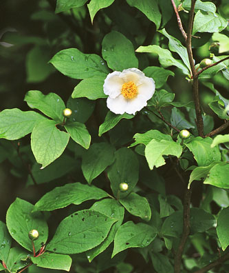 表千家不審菴：夏椿