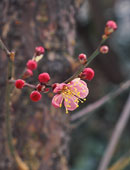 表千家不審菴：紅梅