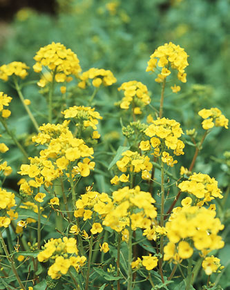 表千家不審菴：菜の花