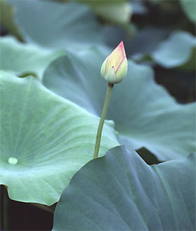 表千家不審菴：蓮花