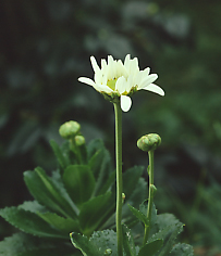 表千家不審菴:吹上菊